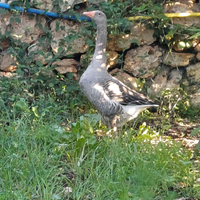 Oca tolosa