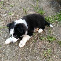 Cucciola border collie