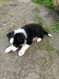 Cucciola border collie