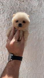 Spitz nani di pomerania