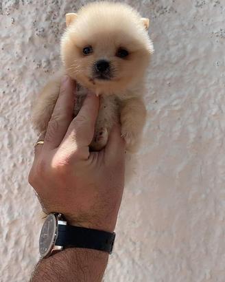 Spitz nani di pomerania