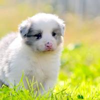 Cuccioli di Border Collie
