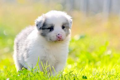 Cuccioli di Border Collie