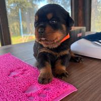 Cuccioli Rottweiler (femmine)