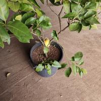 pianta di limone