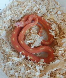 Pantherophis guttatus scaleless