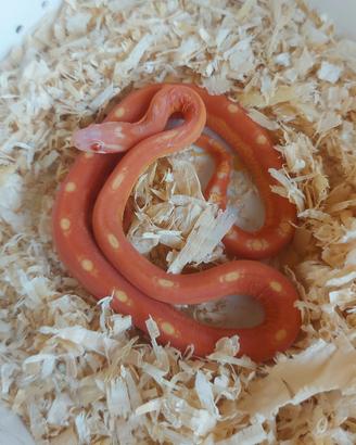 Pantherophis guttatus scaleless