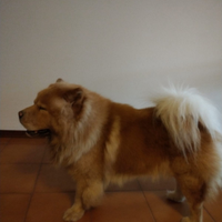 Chow Chow maschio per accoppiamento