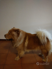 Chow Chow maschio per accoppiamento