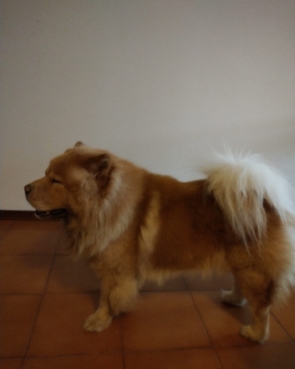Chow Chow maschio per accoppiamento