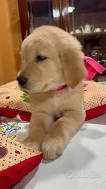 Cucciola di Golden Retriever linea americana