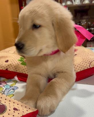 Cucciola di Golden Retriever linea americana