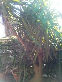 yucca