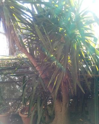 yucca
