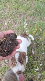 Lagotto romagnolo