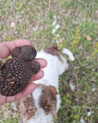 Lagotto romagnolo
