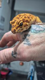 Geko Leopardino