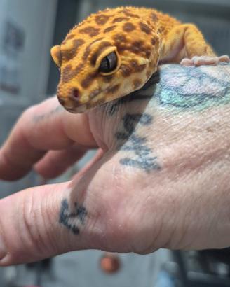 Geko Leopardino