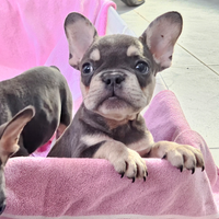 Bulldog francese femminuccia