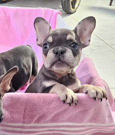 Bulldog francese femminuccia