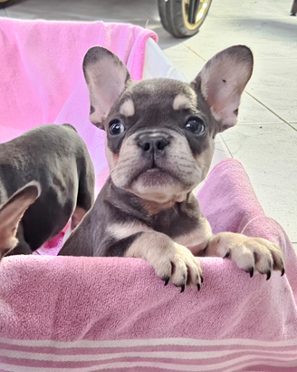 Bulldog francese femminuccia