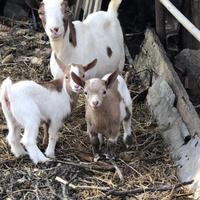 Caprette tibitane mini toy