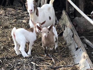 Caprette tibitane mini toy