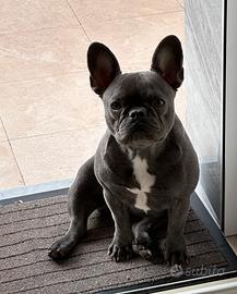Buldog francese BLUE