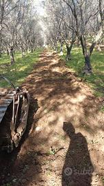 Terreno agricolo oliveto