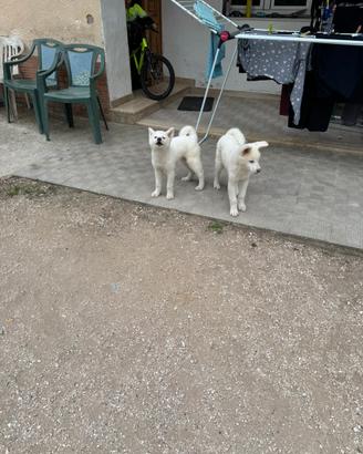 Akita Inu