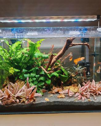 Acquario  Blau 