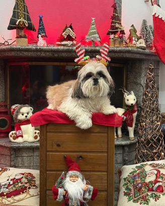 Shih tzu adulta