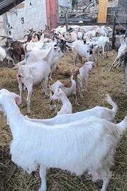 30 capre da latte Francesi 