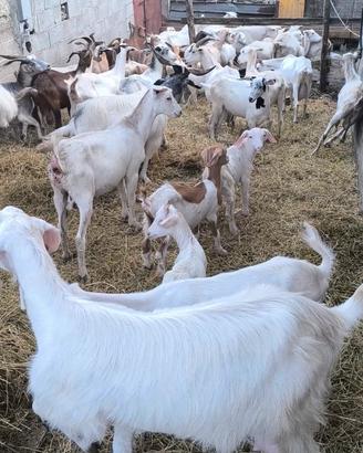 30 capre da latte Francesi 