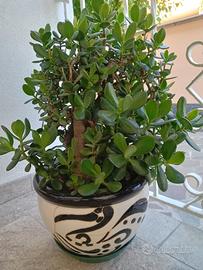 Pianta -albero di Giada 