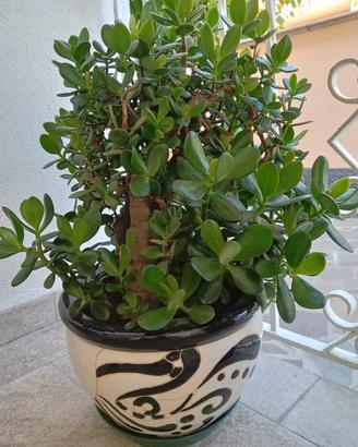 Pianta -albero di Giada 