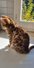 Cucciolo maschio gatto bengala-pedigree ENFI