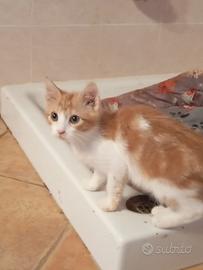 Emy gattina 2 mesi