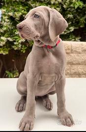 Cuccioli Weimaraner