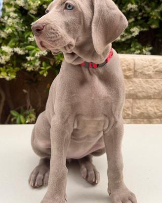 Cuccioli Weimaraner