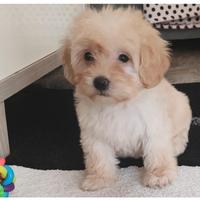 Maltipoo