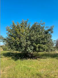 Terreno macchia mediterranea