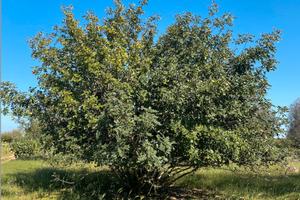 Terreno macchia mediterranea