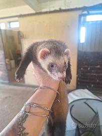 Furetto cuccioli
