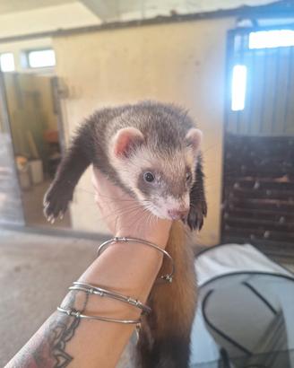 Furetto cuccioli