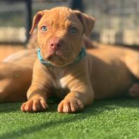 Cuccioli di Pitbull red nose occhi verdi