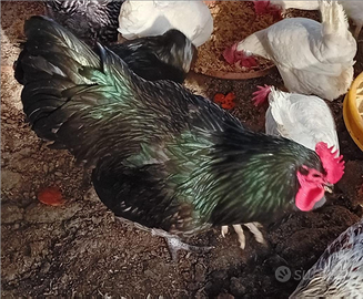Gallo Australorp