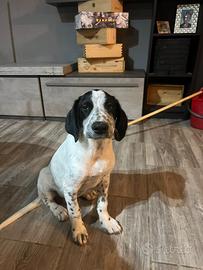 Ultimo cucciolino della cucciolata disponibile