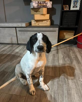 Ultimo cucciolino della cucciolata disponibile