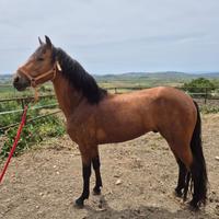 Cavallo andaluso Baskin